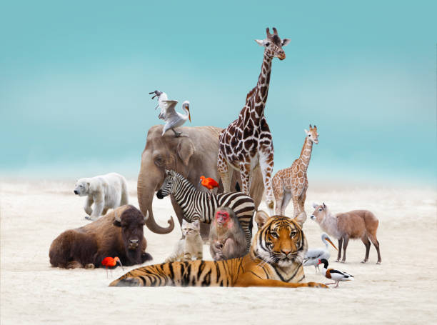 Extinct Animal Website
